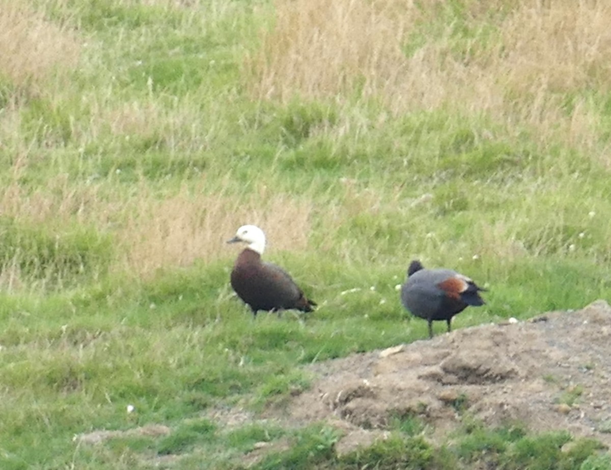 Paradise Shelduck - ML621788062