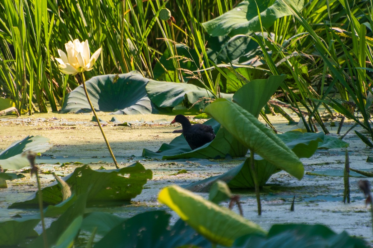 Common Gallinule - Dawn S