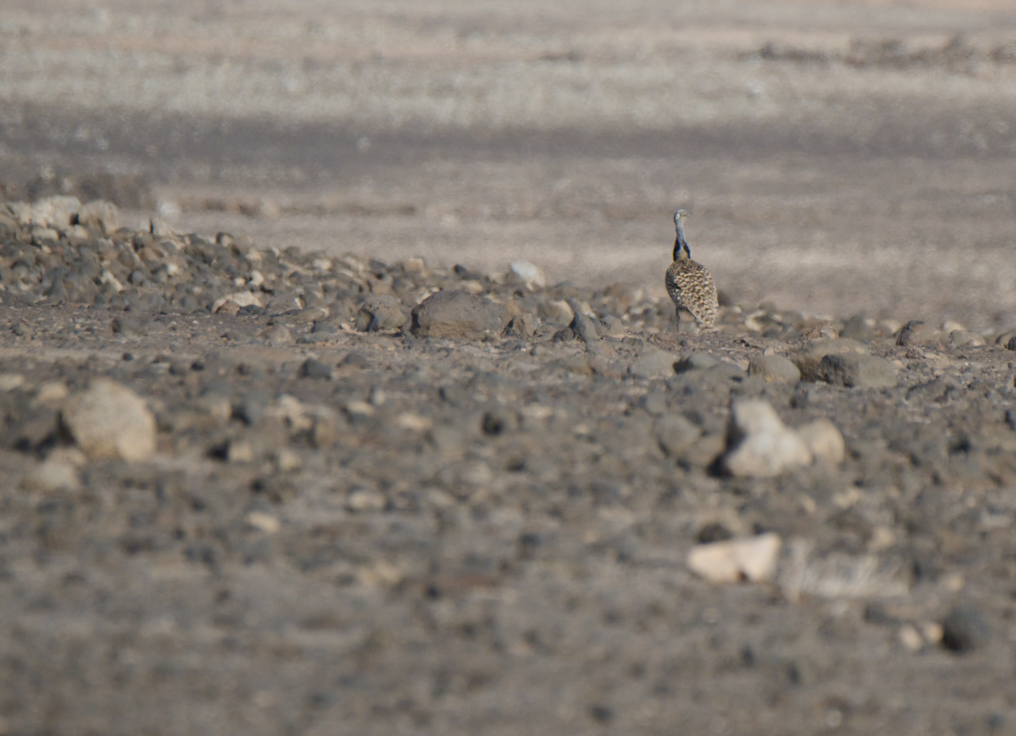 Houbara Bustard - ML621788083