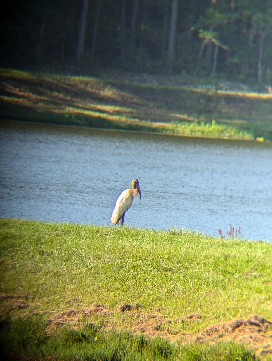 Wood Stork - ML621788093