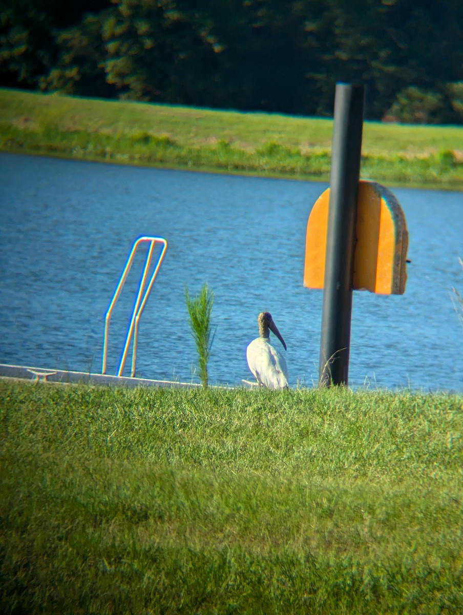 Wood Stork - ML621788094