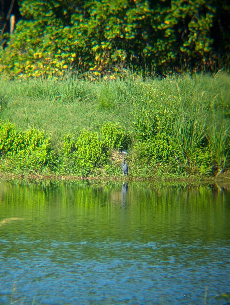 Little Blue Heron - ML621788106