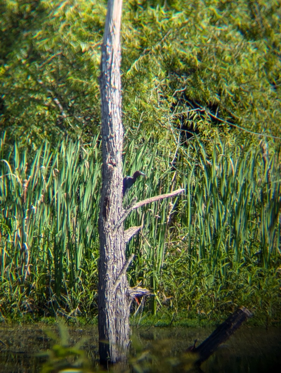 Little Blue Heron - ML621788110