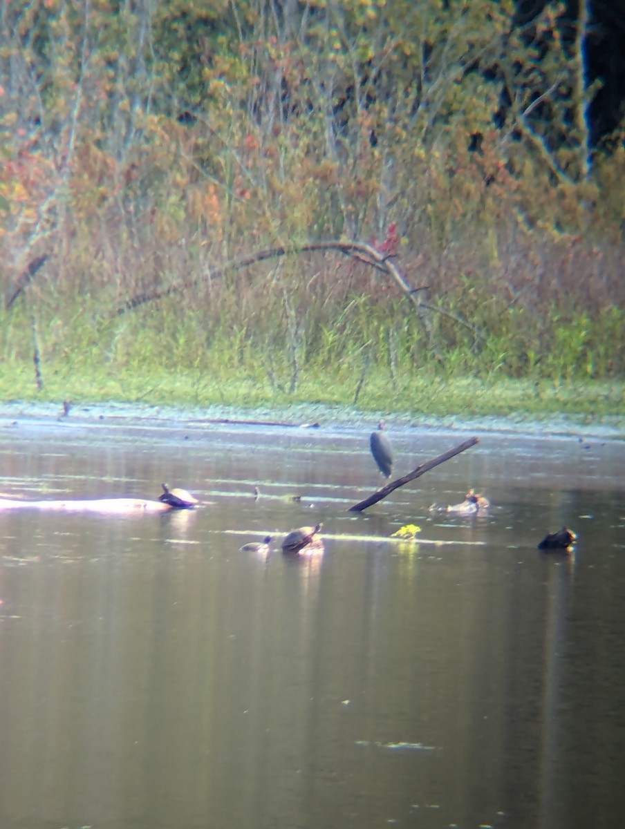 Little Blue Heron - ML621788112