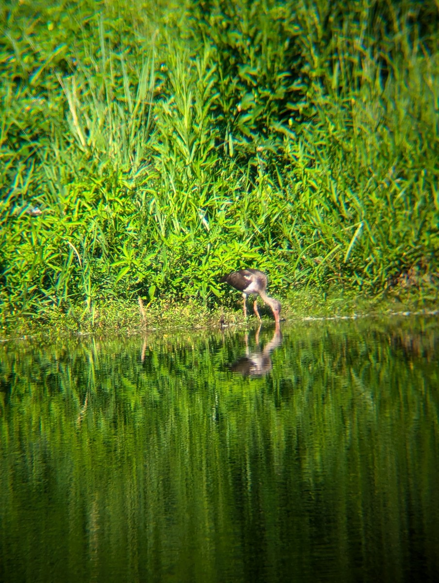 White Ibis - ML621788124