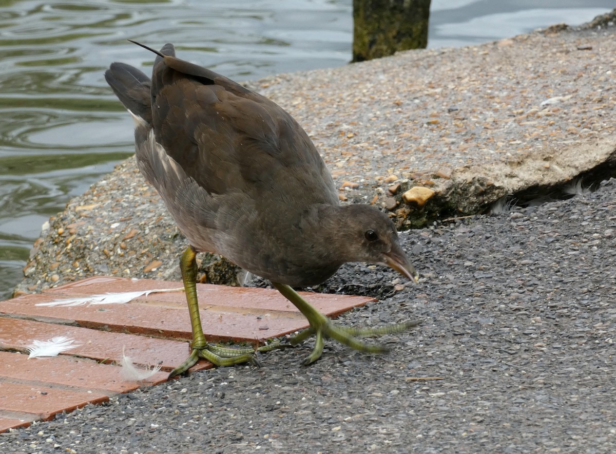 Eurasian Moorhen - ML621788150