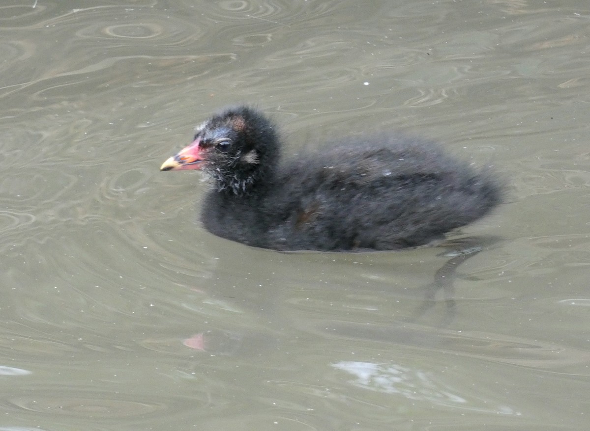 Eurasian Moorhen - ML621788151