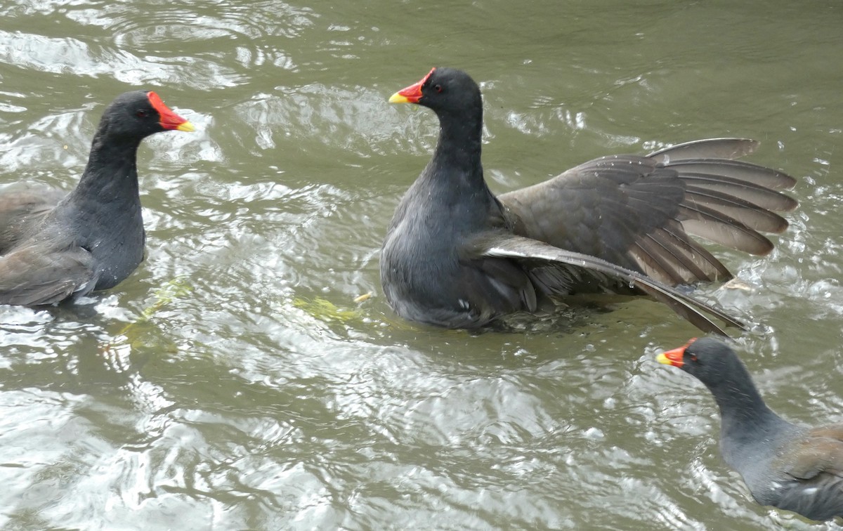 Eurasian Moorhen - ML621788152