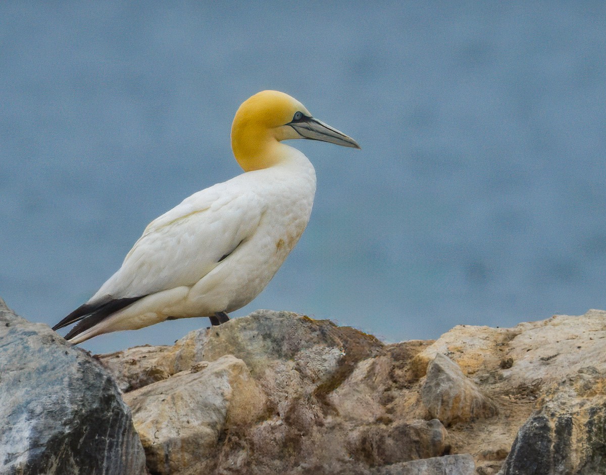 Northern Gannet - ML621788159