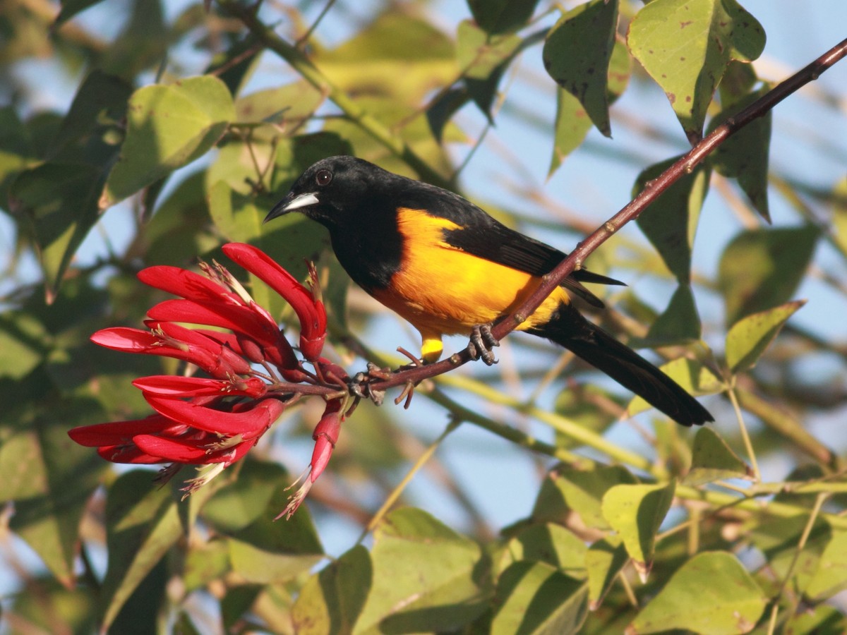 Black-vented Oriole - Benjamin Griffith