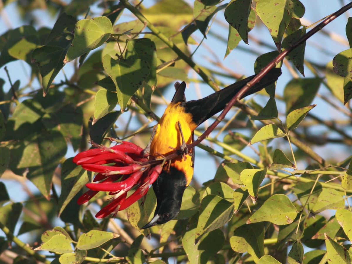 Black-vented Oriole - ML621788244