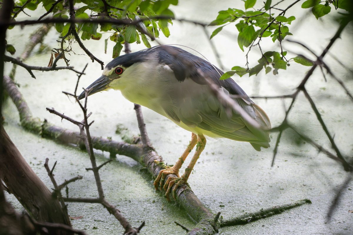 Black-crowned Night Heron - ML621788245