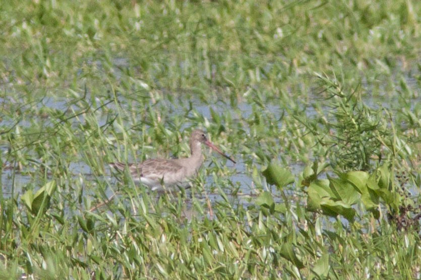 Black-tailed Godwit - ML621788262
