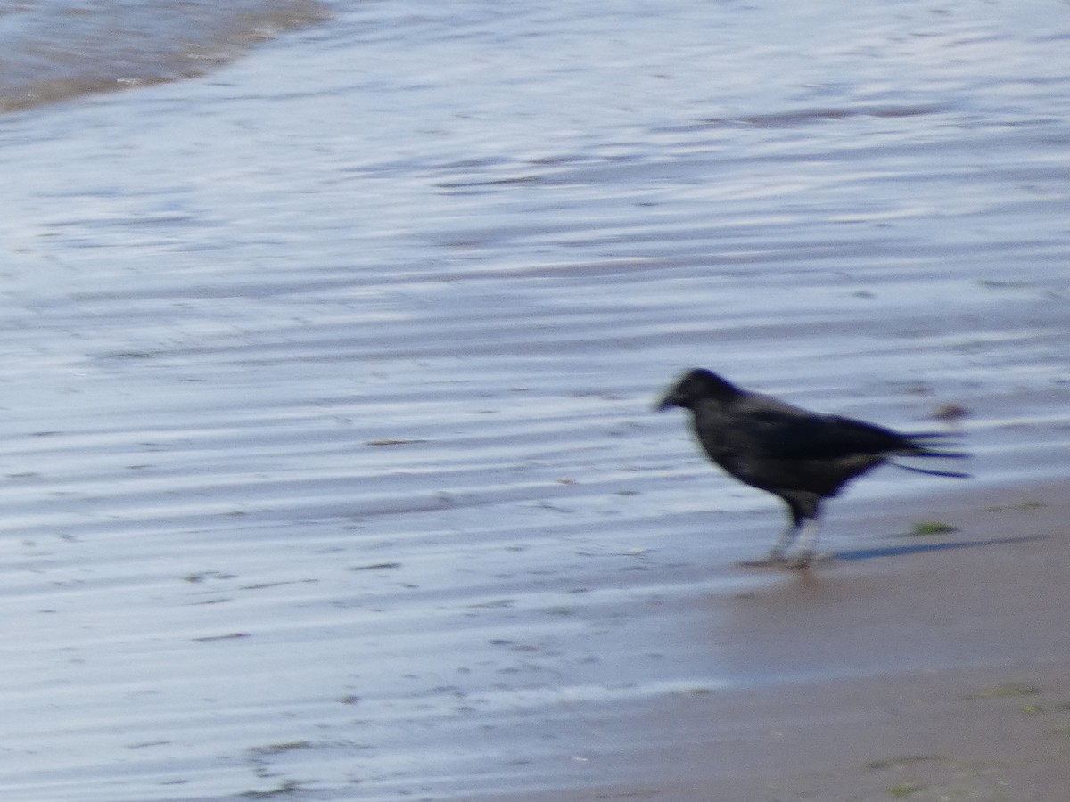 Carrion Crow - ML621788279