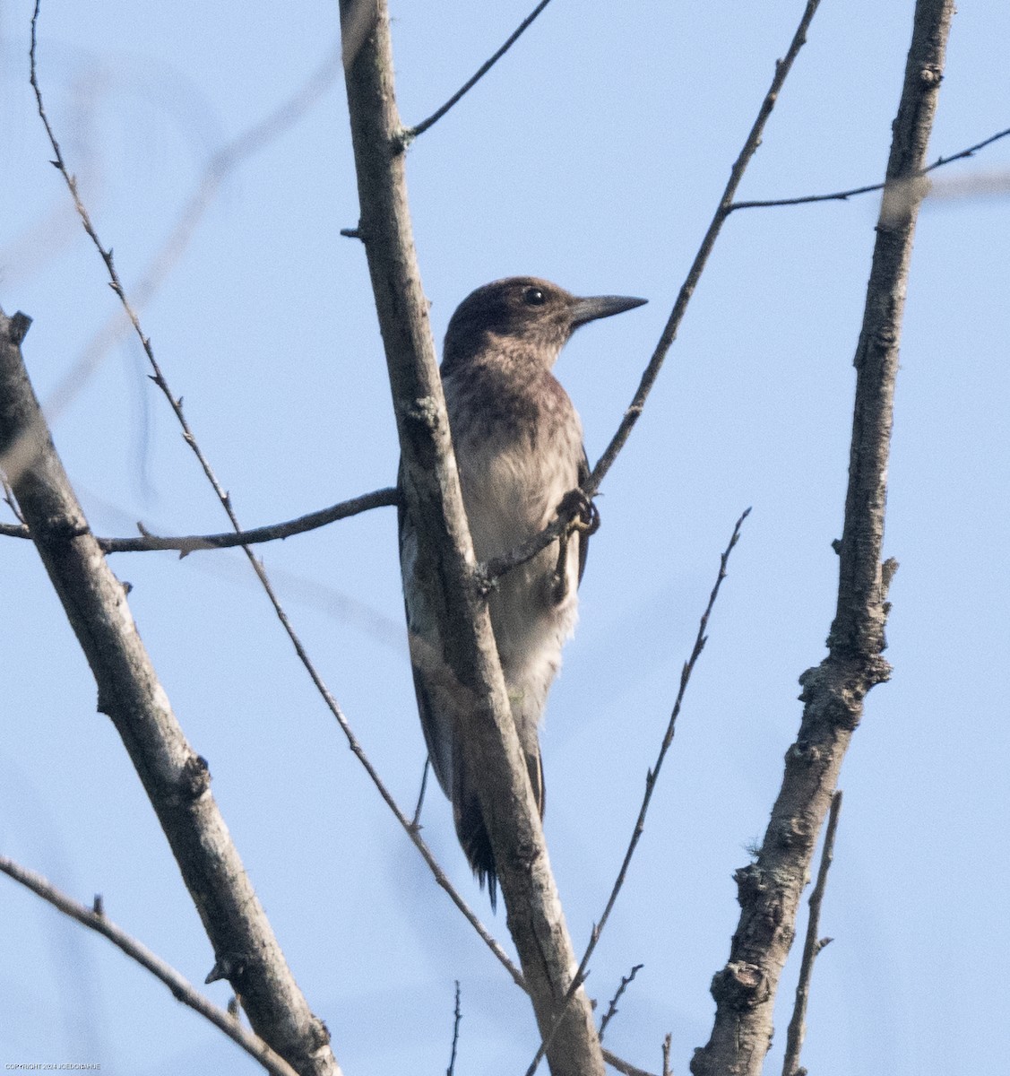 Red-headed Woodpecker - ML621788324