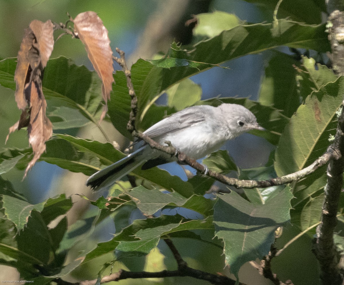 Blue-gray Gnatcatcher - ML621788329