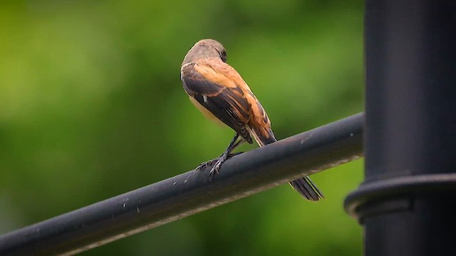 Long-tailed Shrike - ML621788331