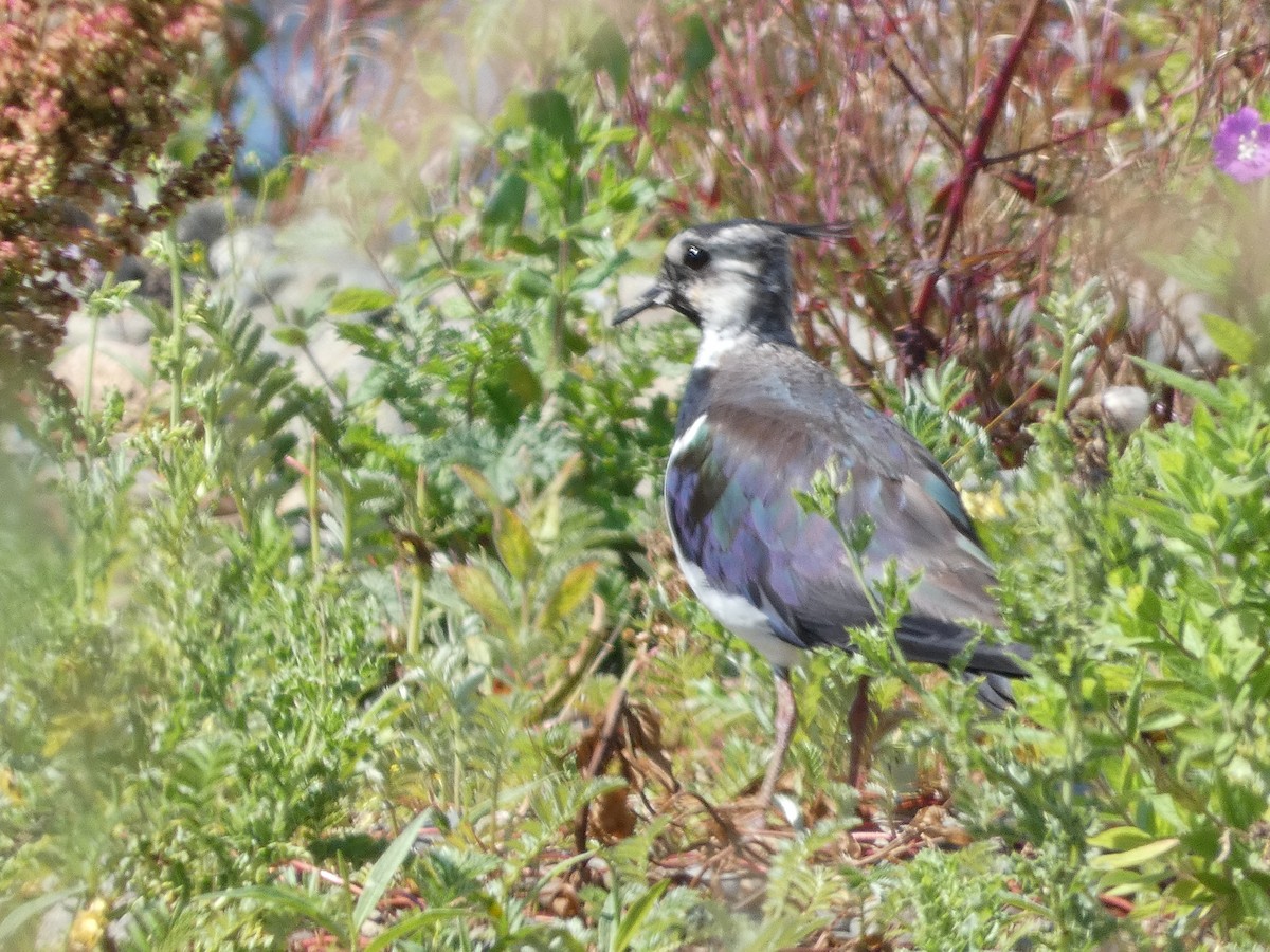 Northern Lapwing - ML621788351