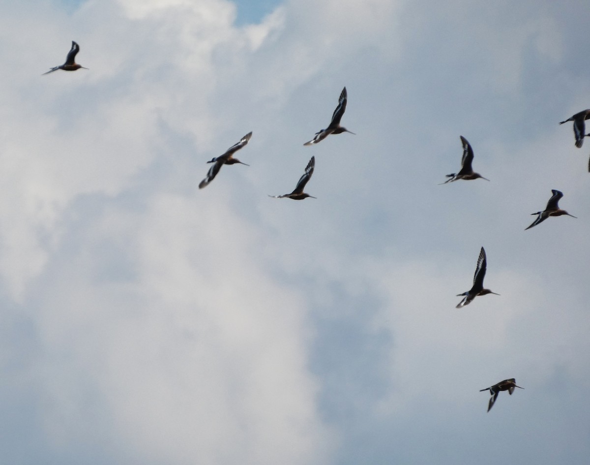 Black-tailed Godwit - ML621788389