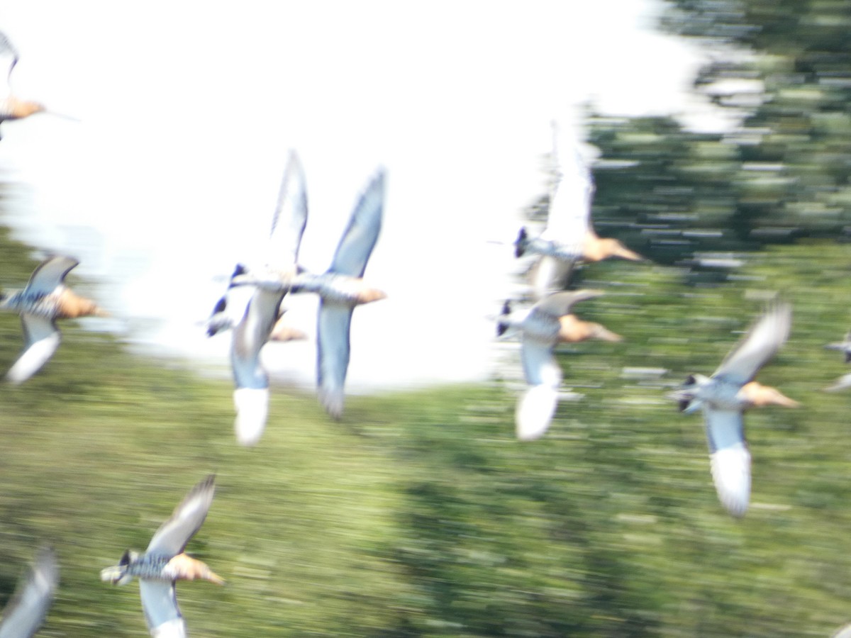 Black-tailed Godwit - ML621788400