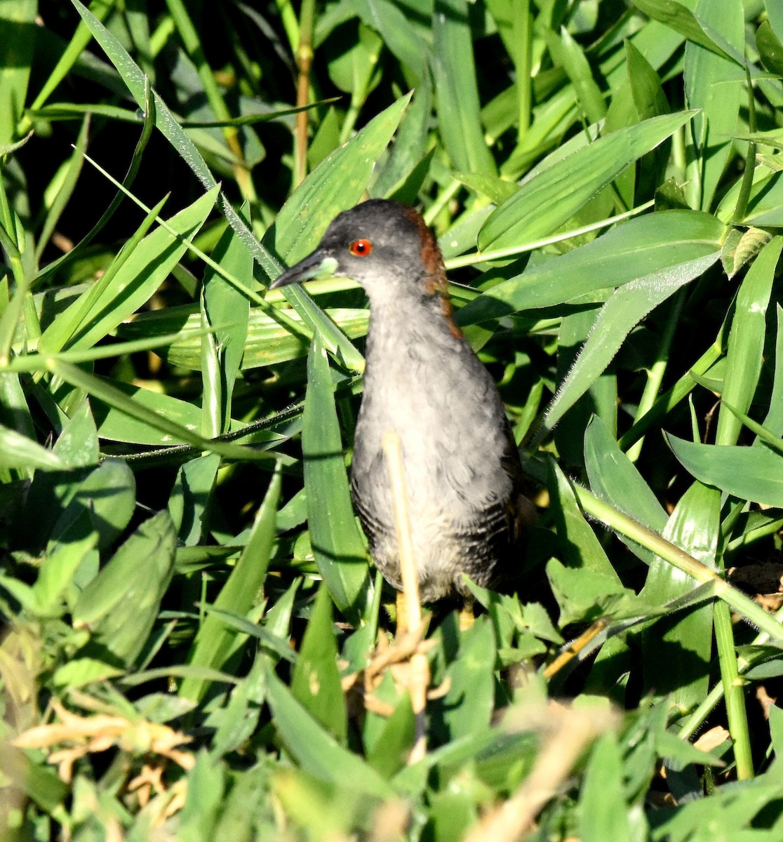 Gray-breasted Crake - ML621788426