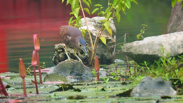 Nankeen Night Heron - ML621788443