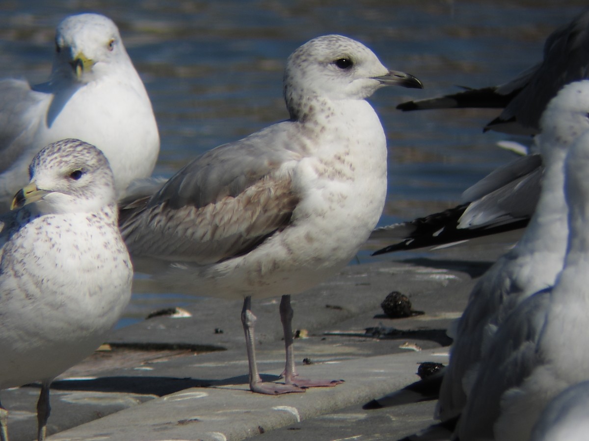 Gaviota Cana (europea) - ML621788468