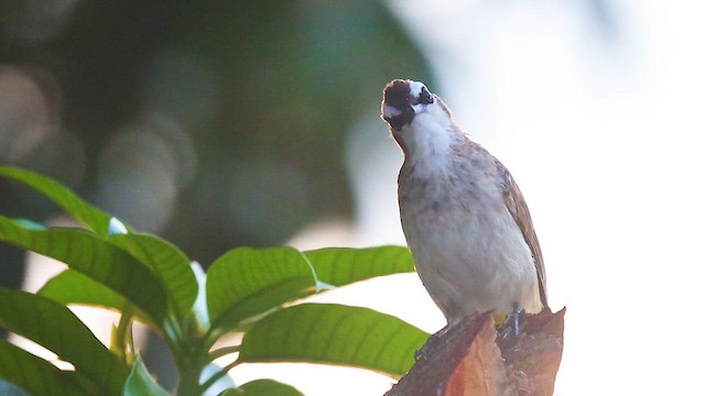 Yellow-vented Bulbul (Philippine) - ML621788560