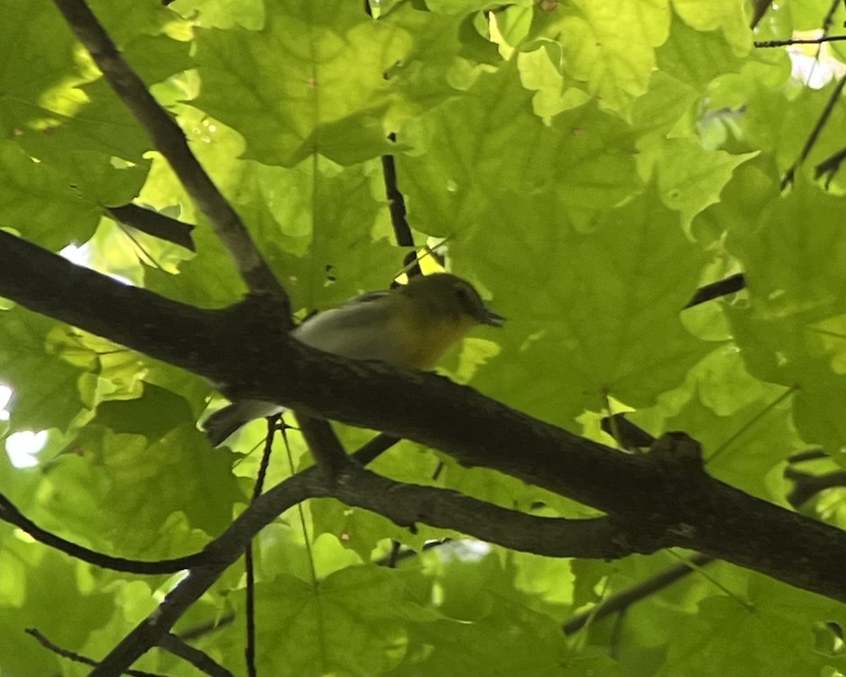 Yellow-throated Vireo - ML621788602