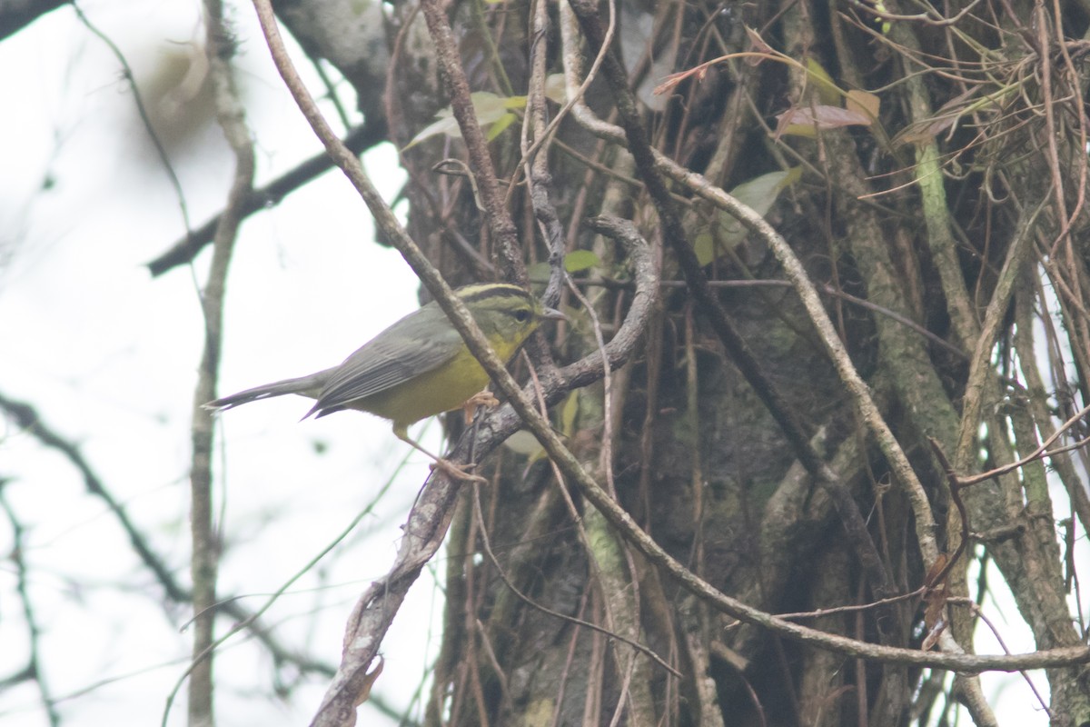 Golden-crowned Warbler - ML621788618