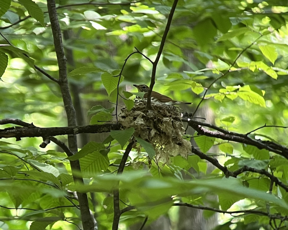 Wood Thrush - ML621788624