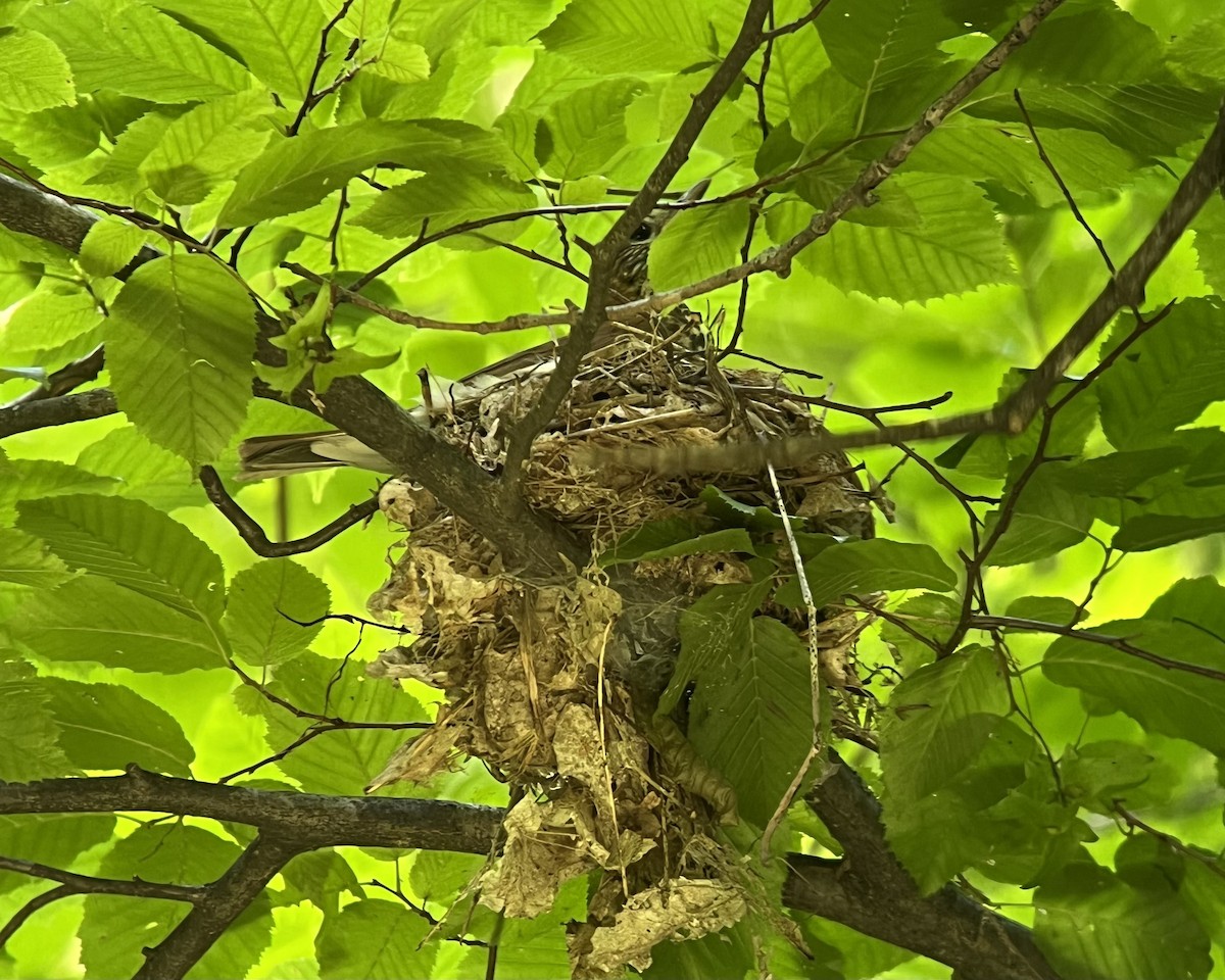 Wood Thrush - ML621788625