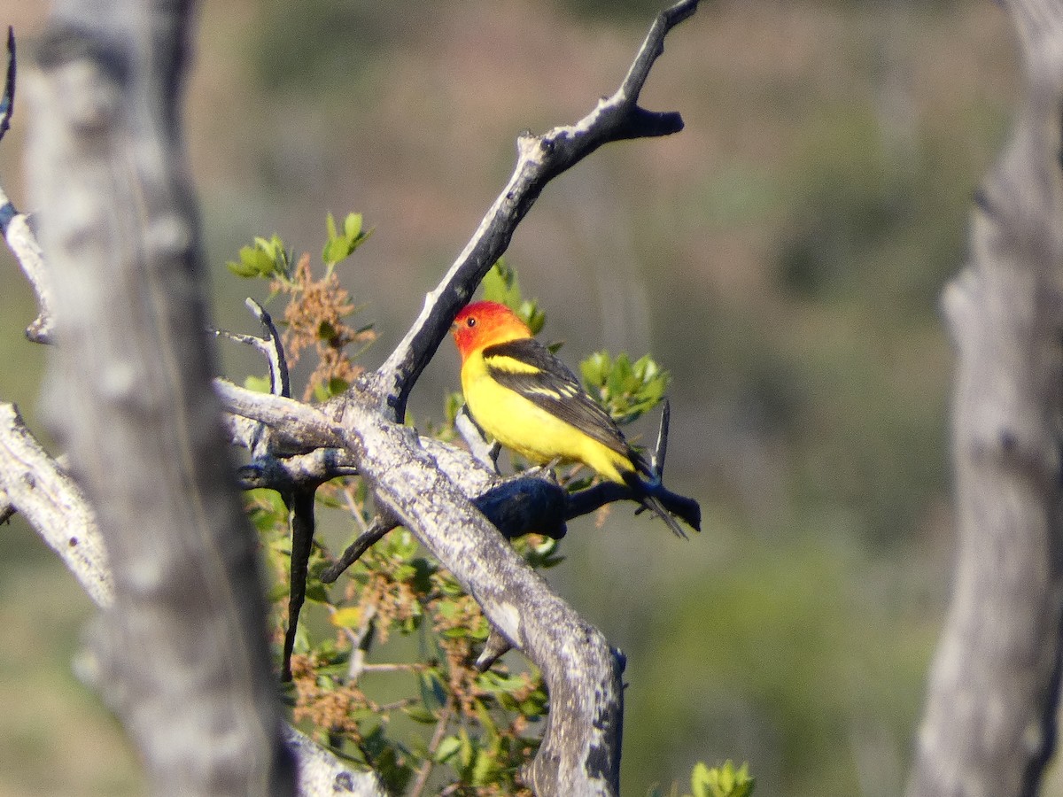 Western Tanager - ML621788678