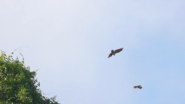 Brahminy Kite - ML621788714