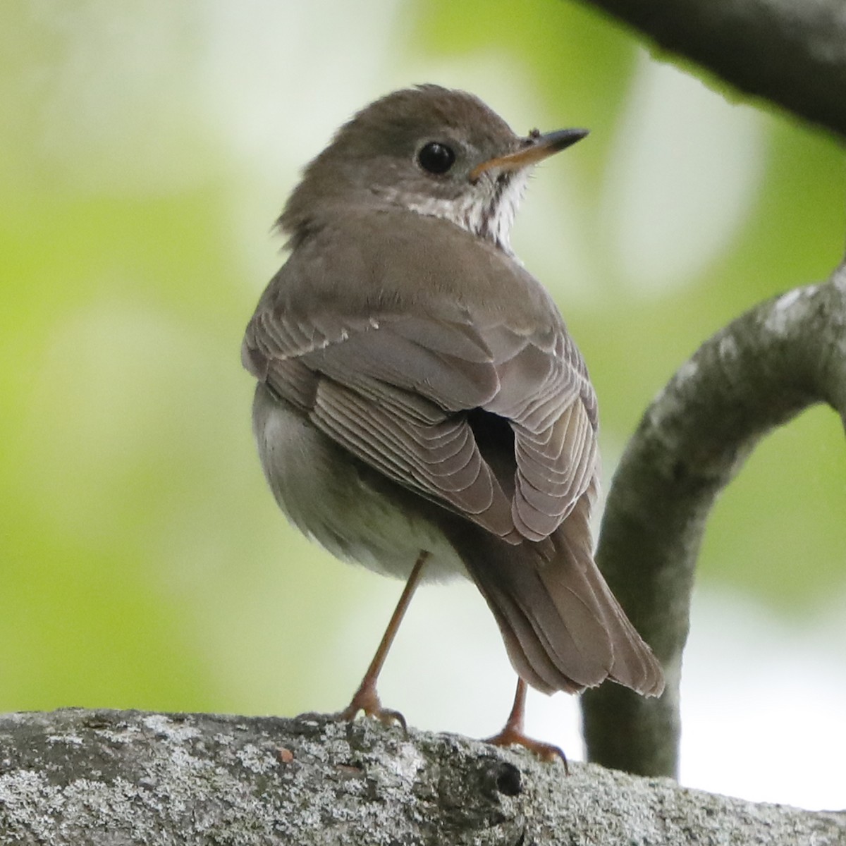 Gray-cheeked Thrush - ML621788802