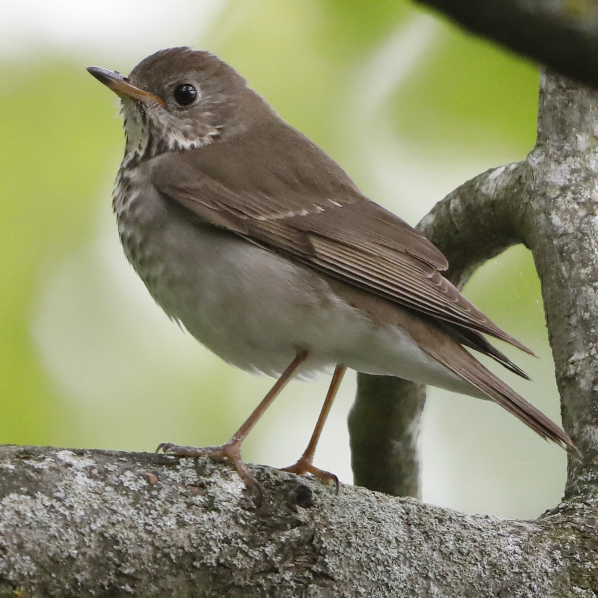 Gray-cheeked Thrush - Kevin Munro Smith