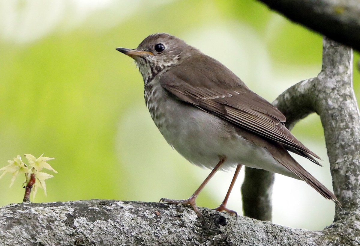 Gray-cheeked Thrush - ML621788804