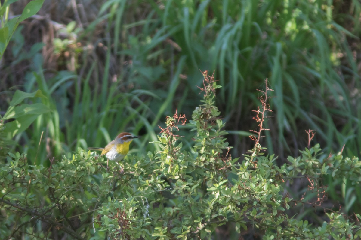 Rufous-capped Warbler - ML621788812
