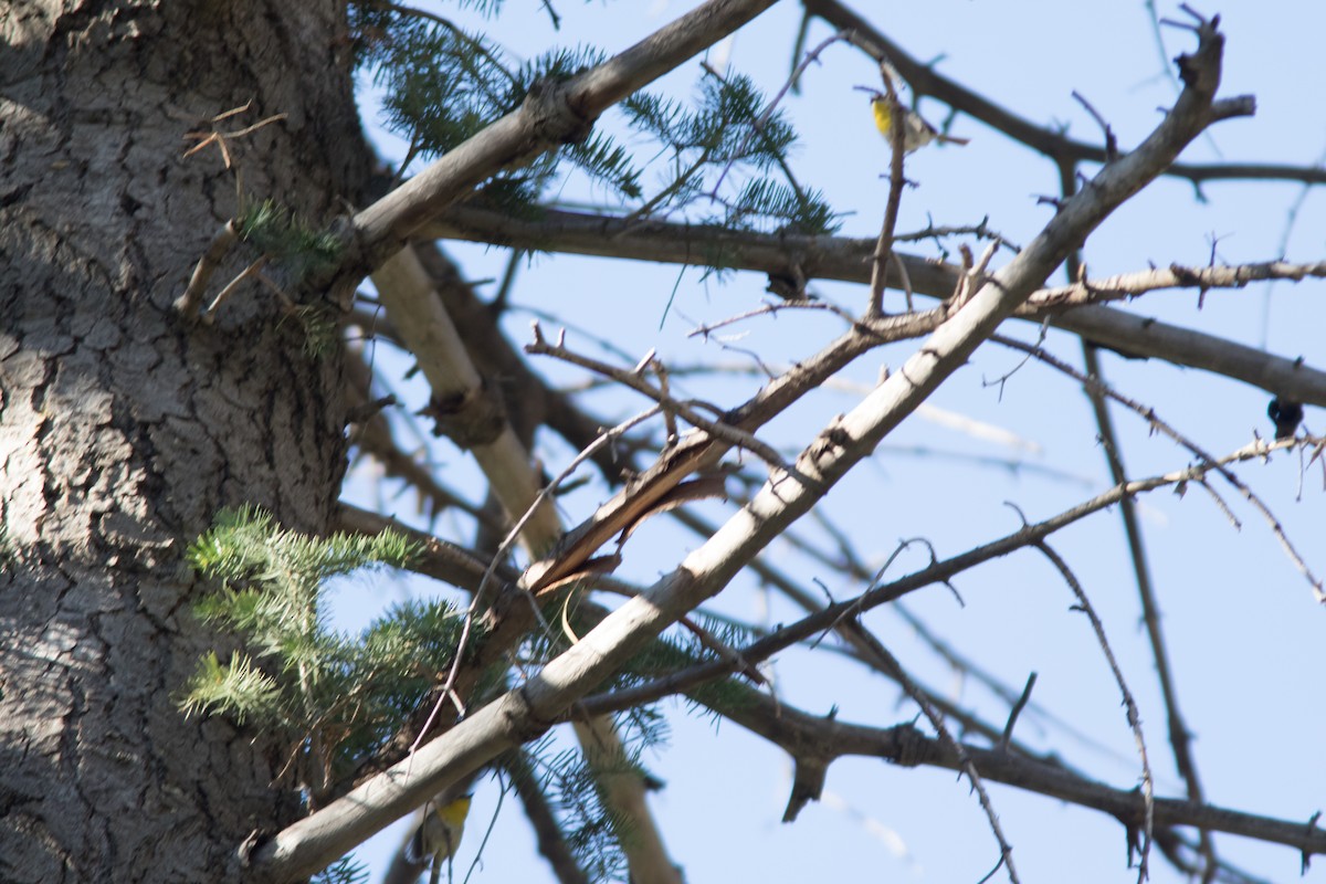 Rufous-capped Warbler - ML621788813