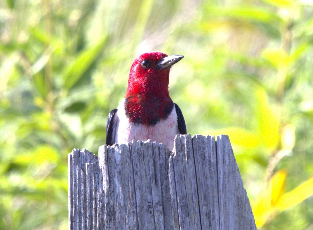 Red-headed Woodpecker - ML621788829