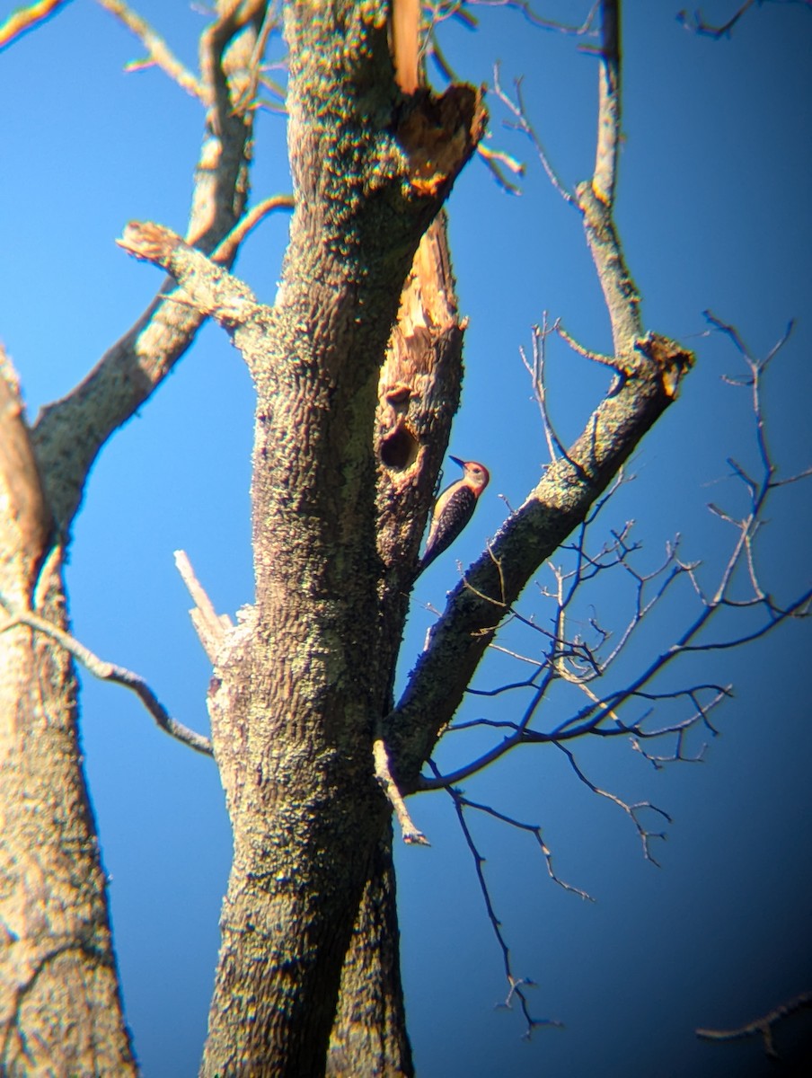 Red-bellied Woodpecker - ML621788887