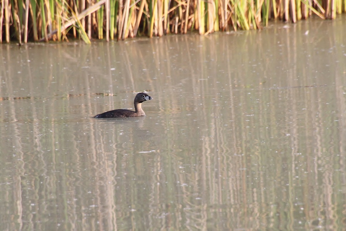 Pied-billed Grebe - ML621788969