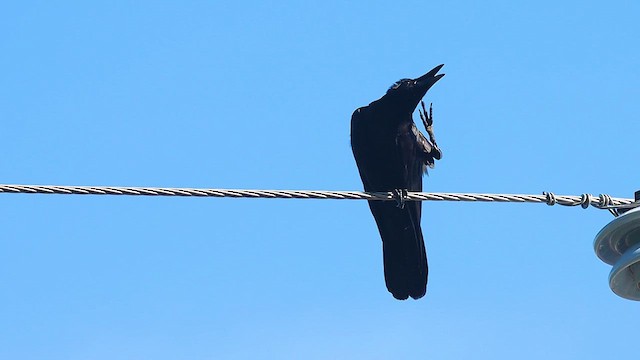 Corbeau à gros bec (groupe macrorhynchos) - ML621788979