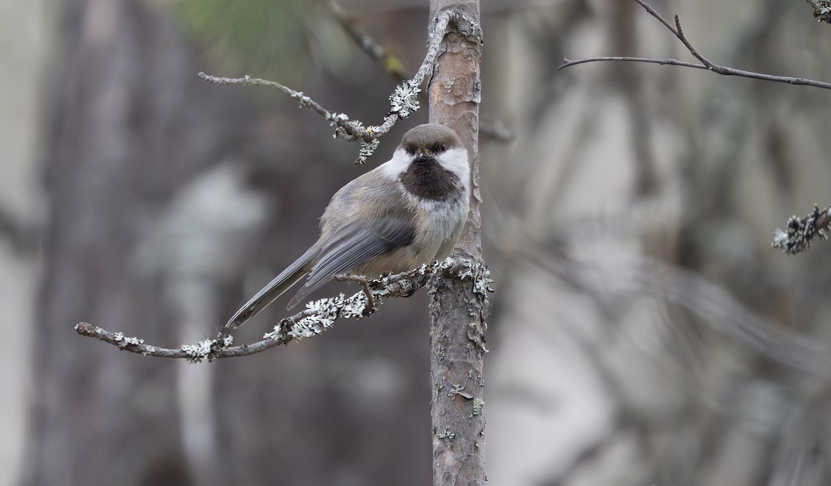 Gray-headed Chickadee - ML621788981