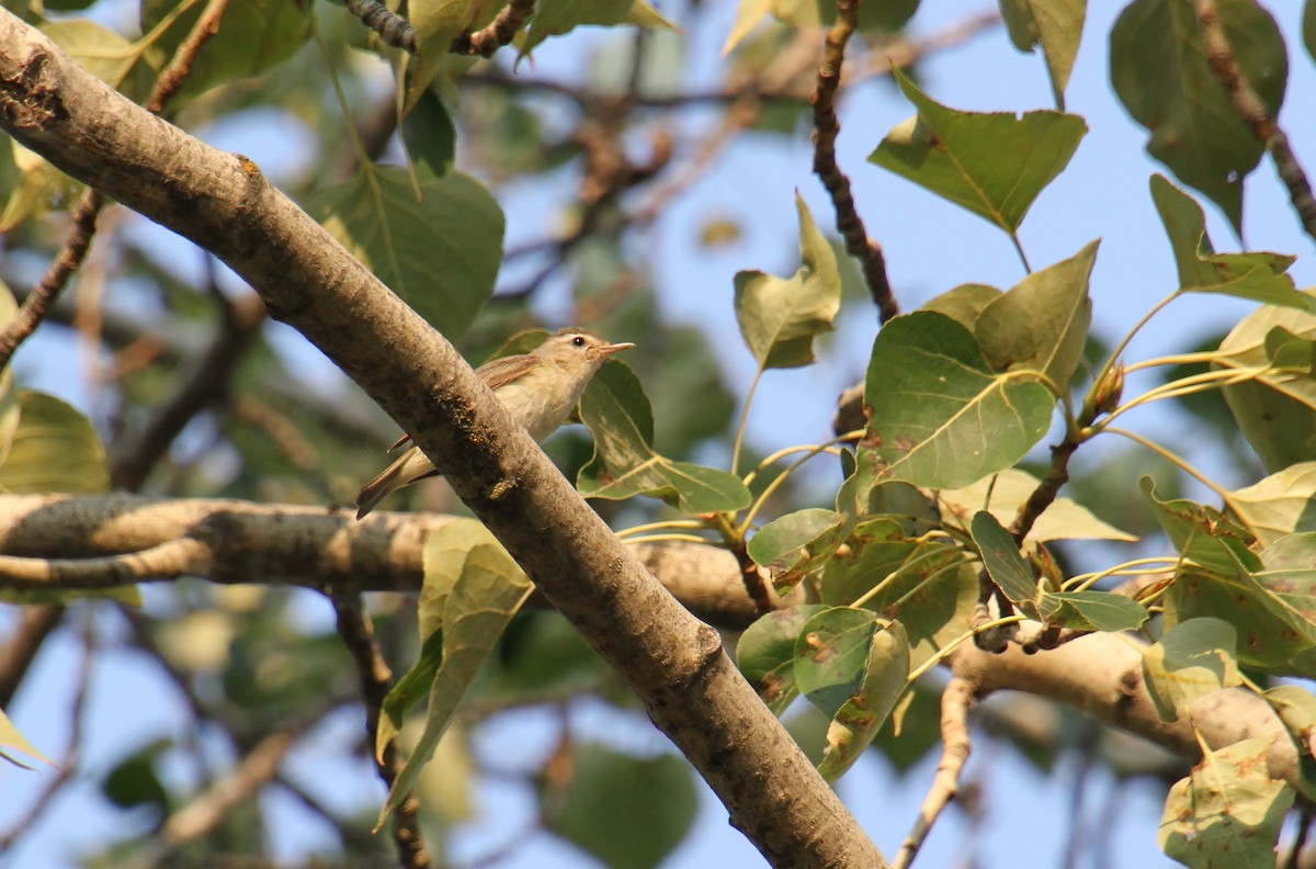 Warbling Vireo - ML621788997