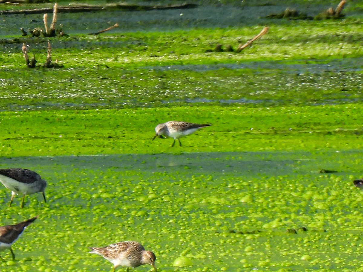 Bécasseau à croupion blanc - ML621789003