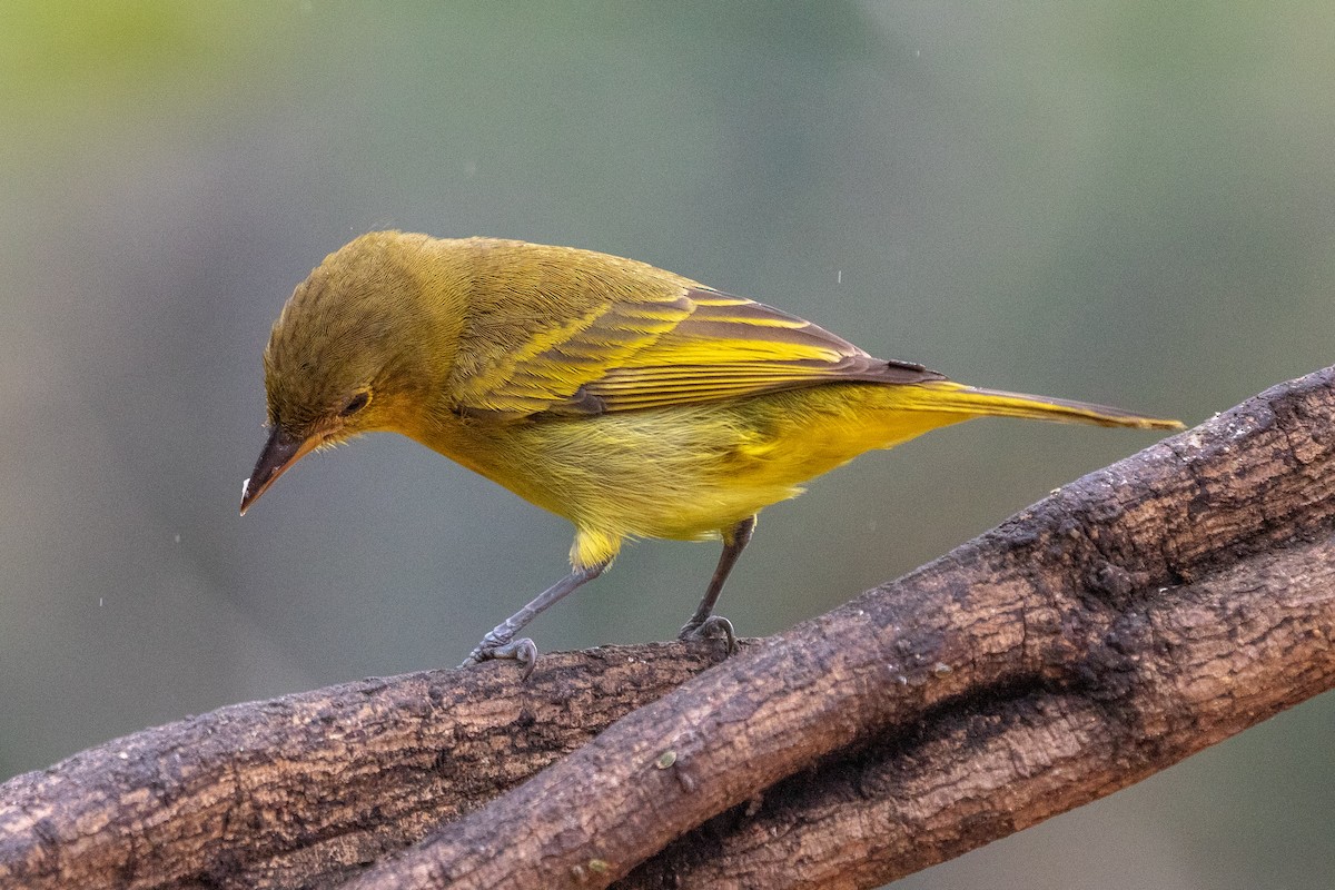 Tangara à dos jaune - ML621789011