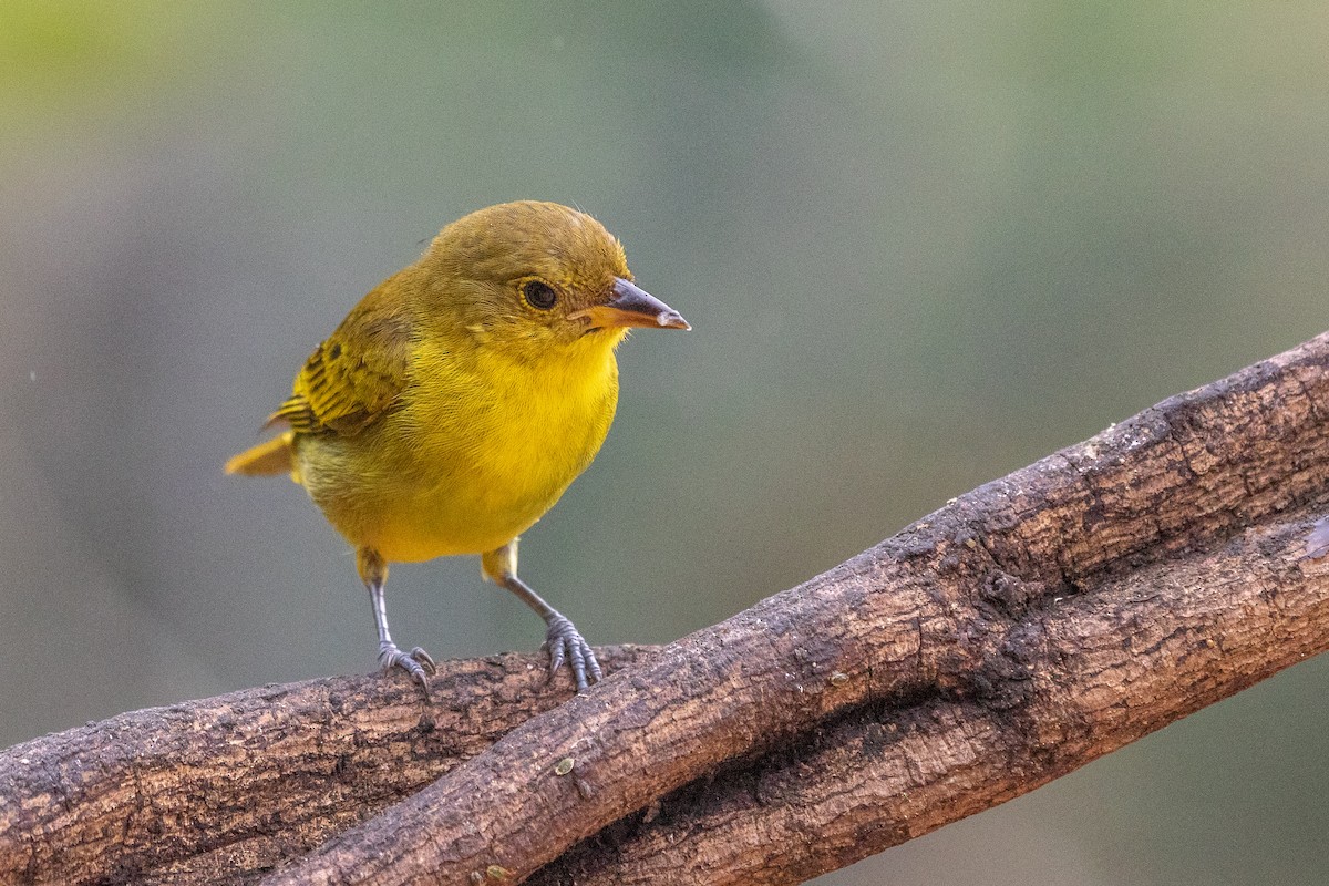 Tangara à dos jaune - ML621789012