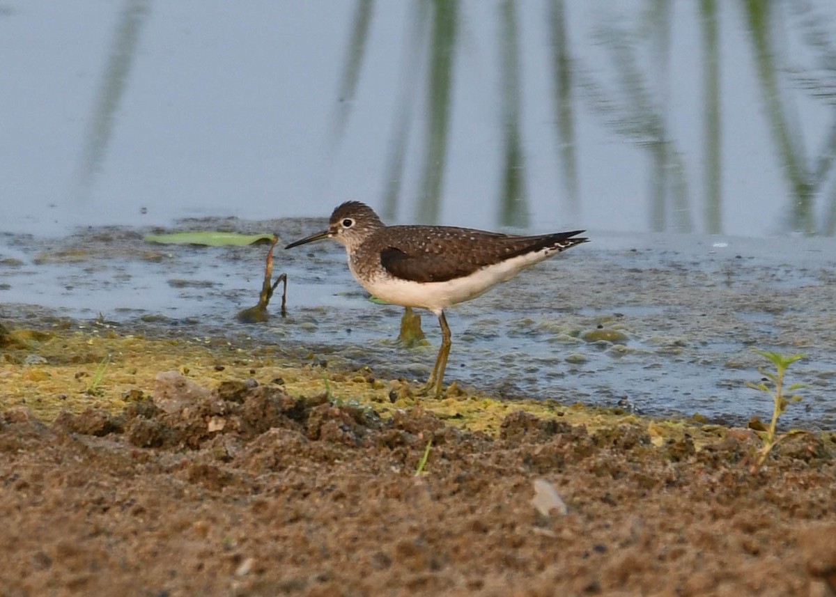 Solitary Sandpiper - ML621789030