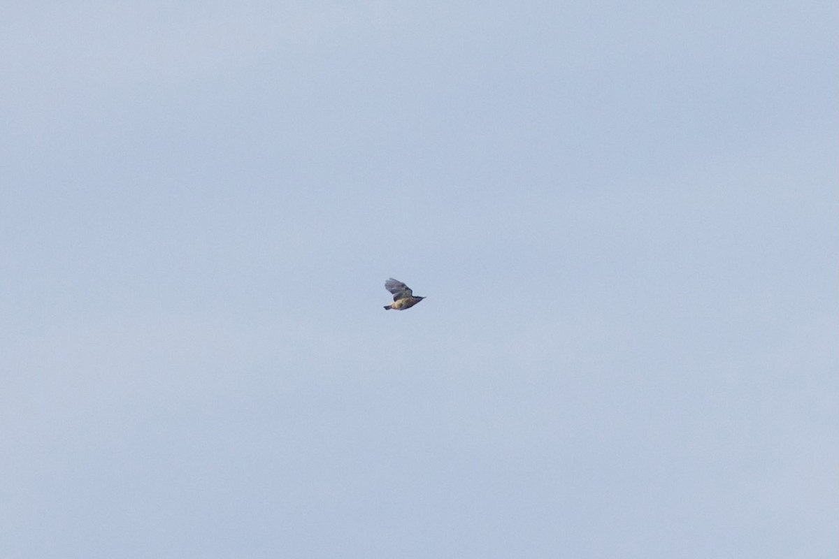 Red-breasted Nuthatch - ML621789036